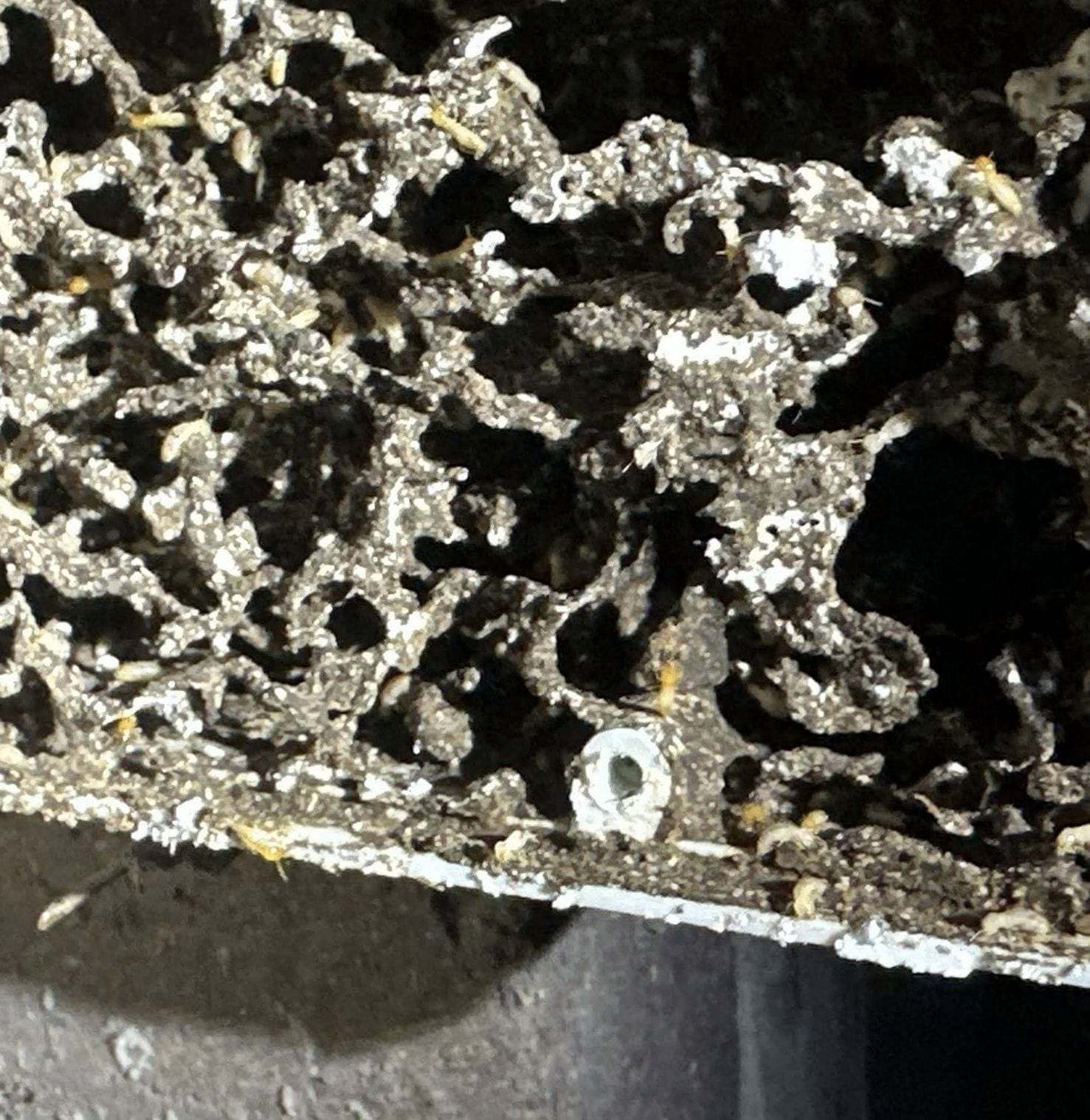 Close view of termite mud galleries packed inside a hollowed timber