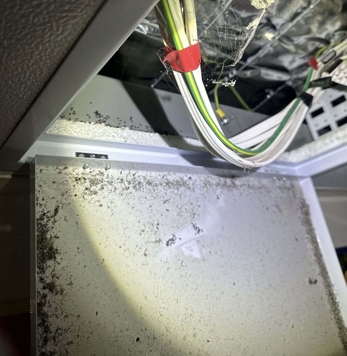 Opened drop ceiling with wiring above a panel covered in insect droppings, lit by a flashlight