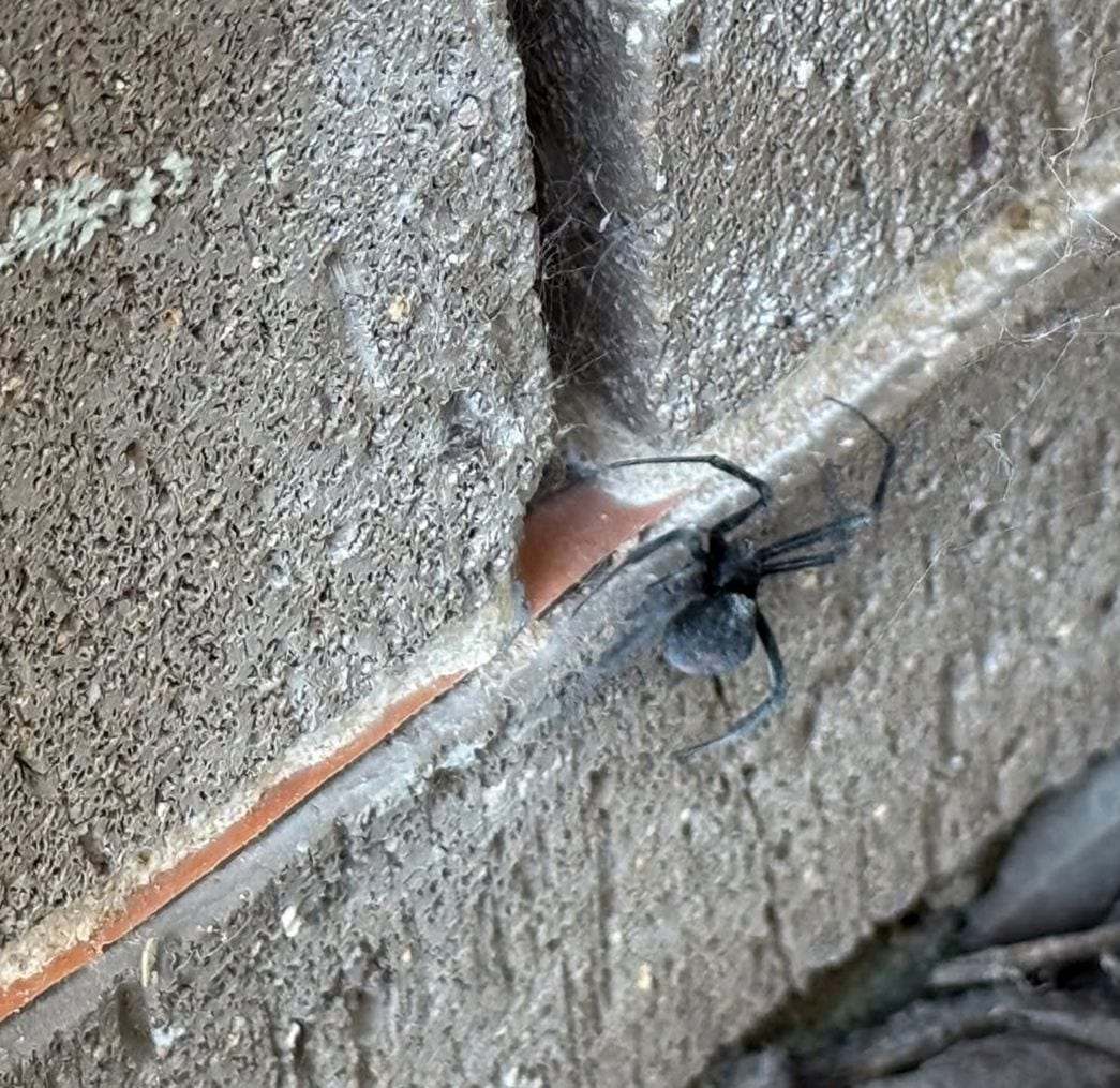 Black spider sitting in its web on a concrete block wall