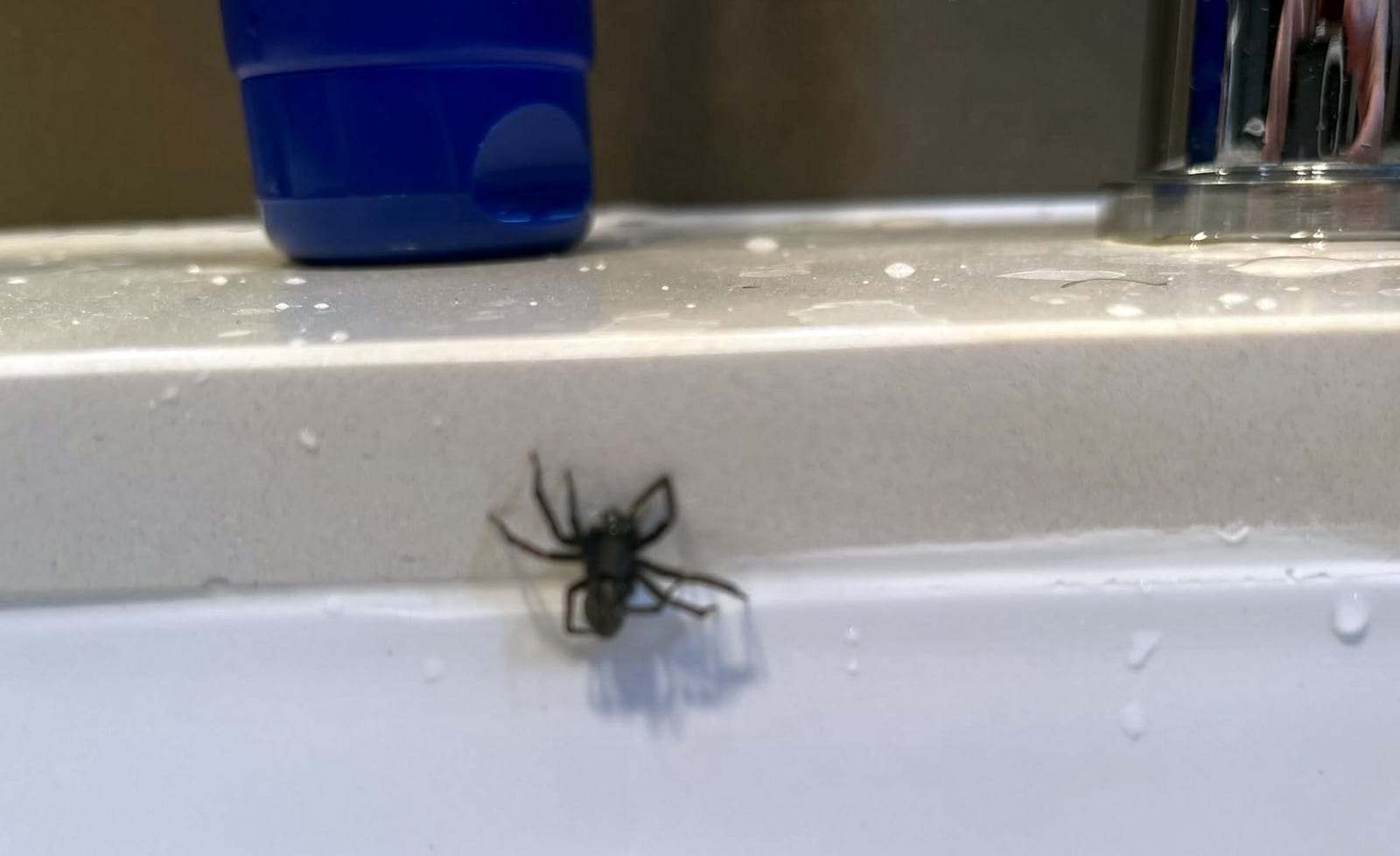 Black spider on the edge of a white bathroom vanity beside a blue bottle