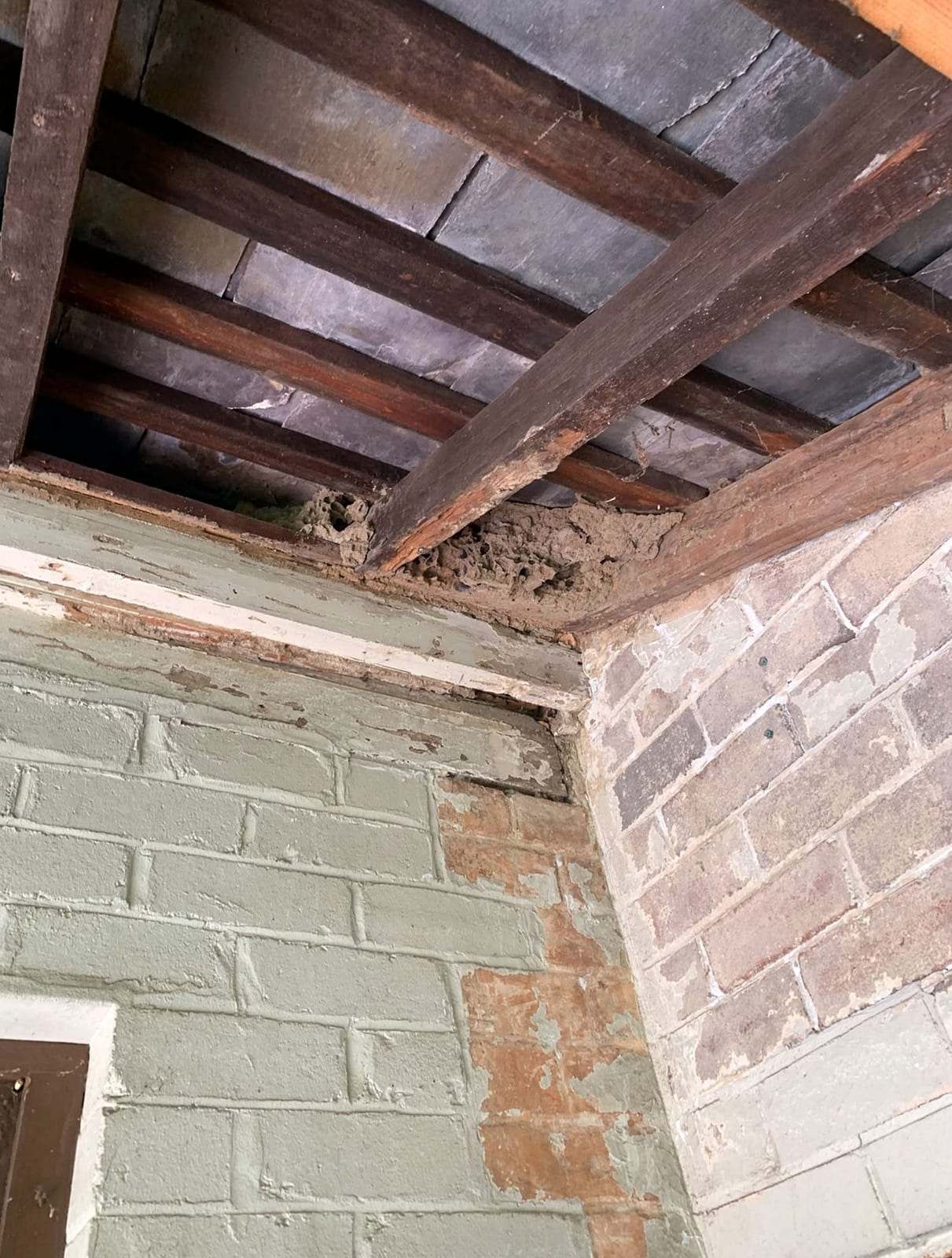 Termite mud along wooden ceiling joists in the corner of a room with painted brick walls