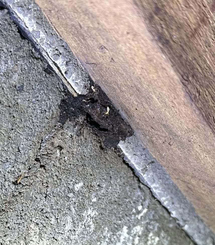 Termite-eaten timber where it sits on a concrete foundation, frass packed into the joint