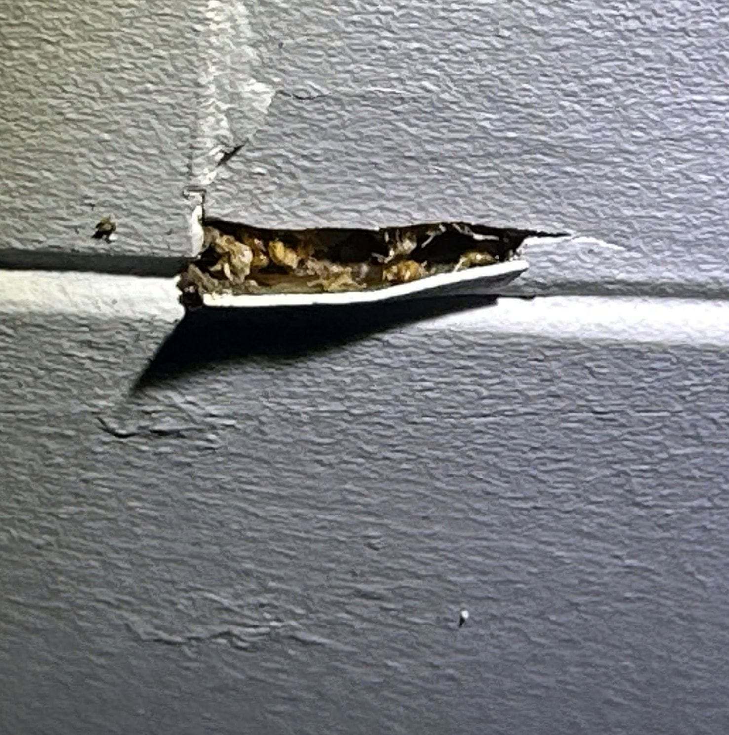 Split in painted siding with nesting material packed inside the opening