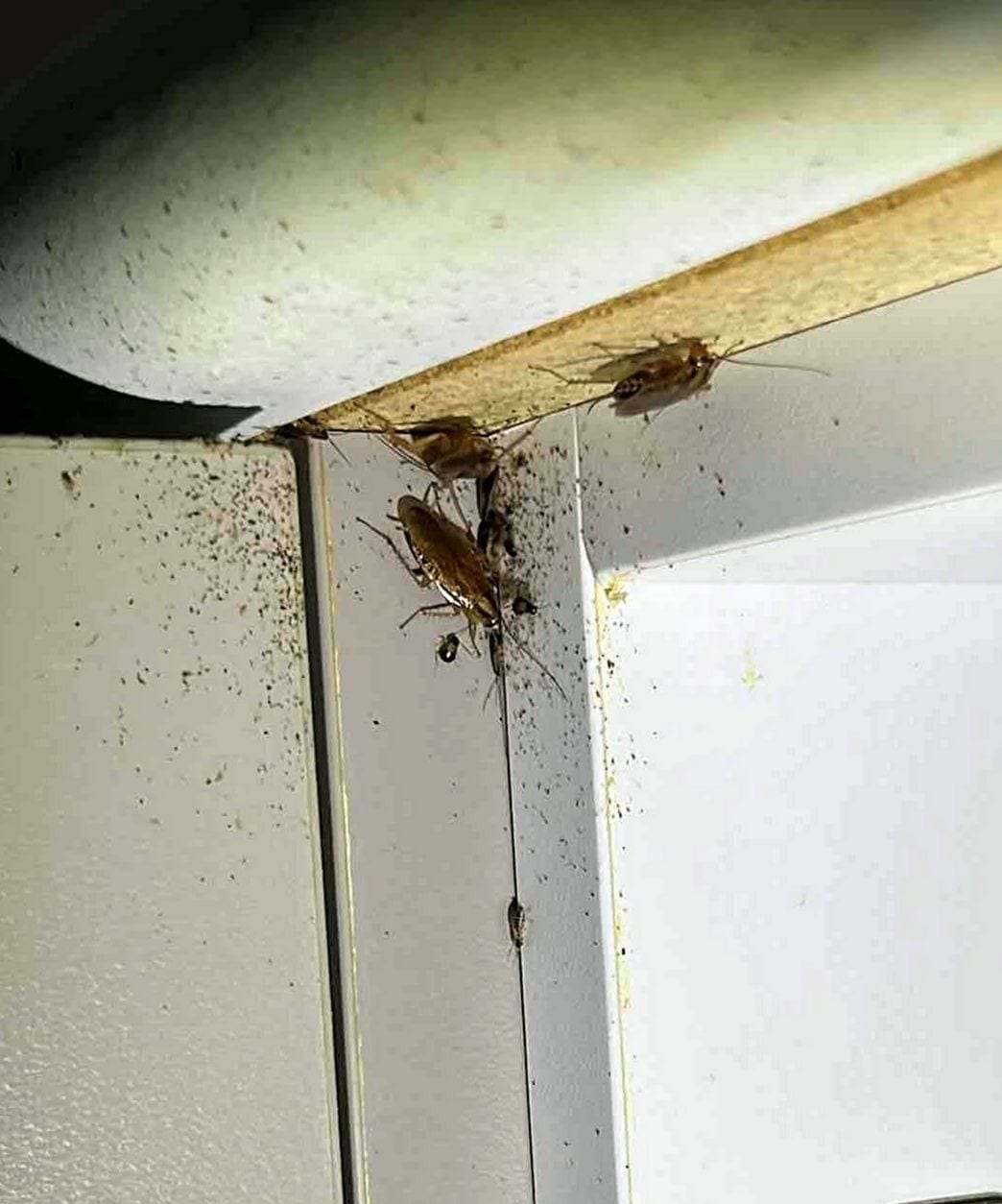 Cockroaches and their droppings at the top corner of a door frame