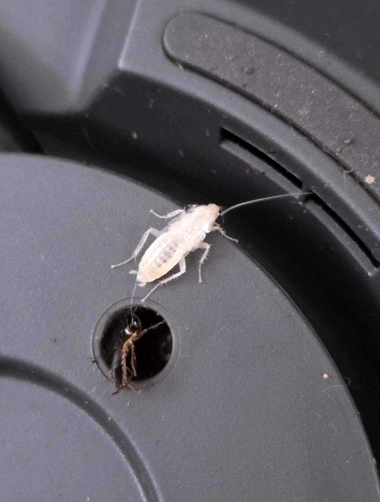 Two cockroaches, one pale and freshly molted, at a drain hole in a dark plastic fixture